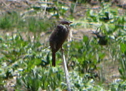  Lincoln's Sparrow.  Photo by Harry Fuller. 