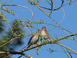  Purple Finch feeding young.  Photo by Harry Fuller. 