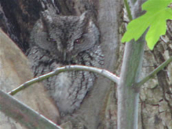  Western Screech Owl.  Photo by Harry Fuller. 