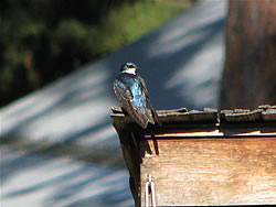  Tree Swallow.  Photo by Harry Fuller. 