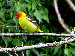  Western Tanager.  Photo by Harry Fuller. 