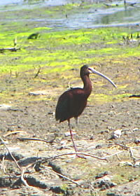  White-faced Ibis.  Photo by Harry Fuller. 