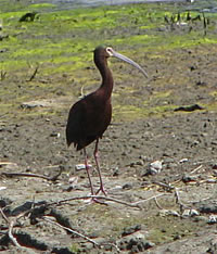  White-faced Ibis.  Photo by Harry Fuller. 