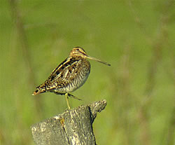  Wilson's Snipe.  Photo by Len Blumin. 