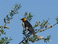  Yellow-headed blackbird.  Photo by Harry Fuller. 
