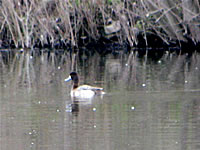  Lesser Scaup;  photo by Harry Fuller  