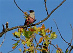  Lewis's Woodpecker.  Photo: Harry Fuller  