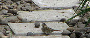  Lincoln's Sparrow.  Photo by Harry Fuller  