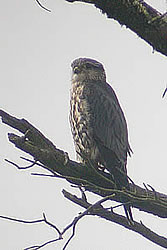  Merlin.  Photo by Harry Fuller.  