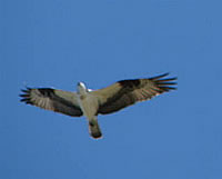  Osprey, spreadeagled;  photo by Harry Fuller  