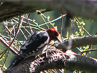  Red-breasted Sapsucker;  photo by Harry Fuller  