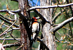  Red-breasted Sapsucker - Photo by Harry Fuller  