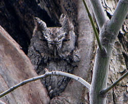  Western Screech-owl.  Photo: Harry Fuller