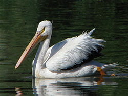  White Pelican.  Photo: Harry Fuller  