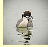  Pintail drake: photo by May & Godwin Woon  