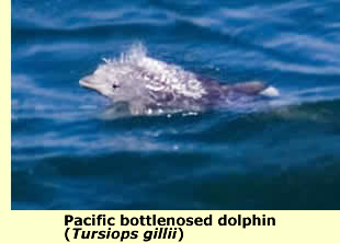  Porpoise off San Francisco's Fort Funston; © James Herd  