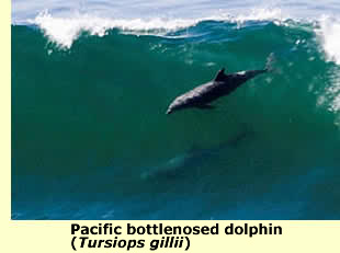  Porpoises off San Francisco's Fort Funston; © James Herd 
Not all San Francisco's great surfers are human  
