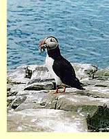  Atlantic Puffin (photographer: Harry Fuller)  