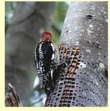  Red-breasted Sapsucker (photographer: Calvin Lou)  