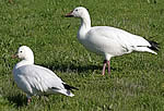  Ross's Goose and Snow Goose.  Photo: Calvin Lou  