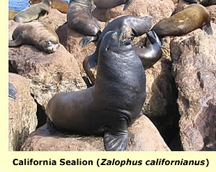  Californian Sealion; photo © Roy Hodson  