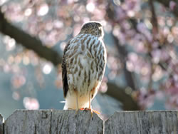  Sharp-Shinned Hawk; photo by Emmalisa Whaley 