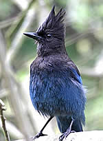  Steller's Jay.  Photo Calvin Lou  