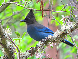  Steller's Jay - Photo by Harry Fuller  