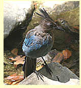  Steller's Jay (photographer Calvin Lou)  