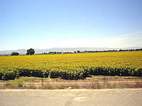  Sunflower field, Yolo County (photo: Kate Fuller)  