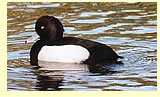  Tufted duck  