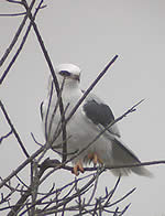  White-tailed Kite: Photograph Len Blumin  