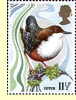  White-throated Dipper on a UK postage stamp  