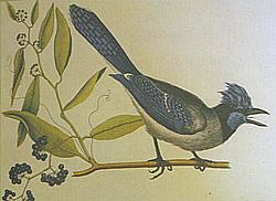  Mark Catesby's drawing of Blue Jay 